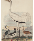 Illustration of a large white bird, possibly a crane, with three smaller birds below on a natural background.