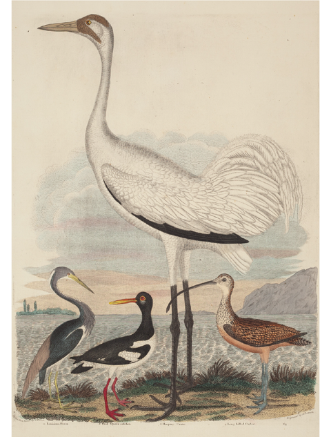 Illustration of a large white bird, possibly a crane, with three smaller birds below on a natural background.